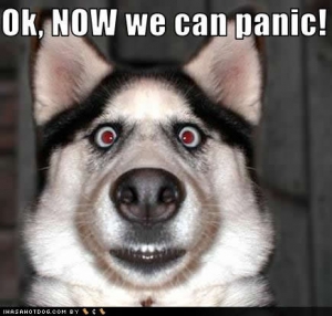 dog_pictures_now_panic-s435x415-180592