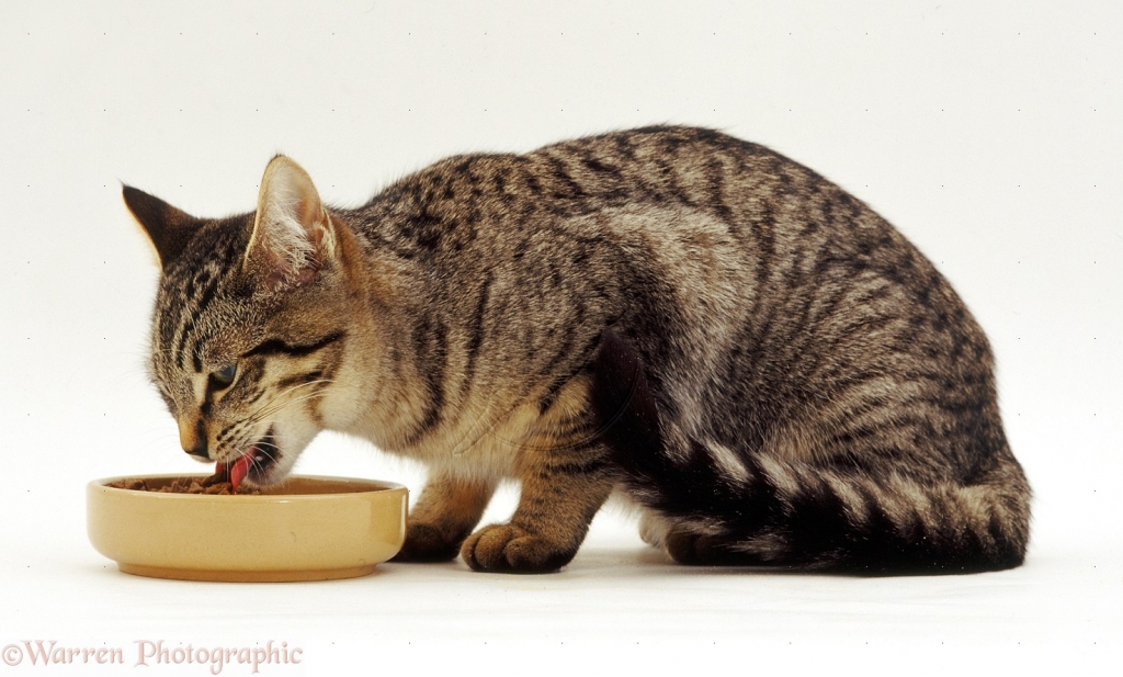 16305-Tabby-cat-eating-from-a-bowl-white-background-1024x617