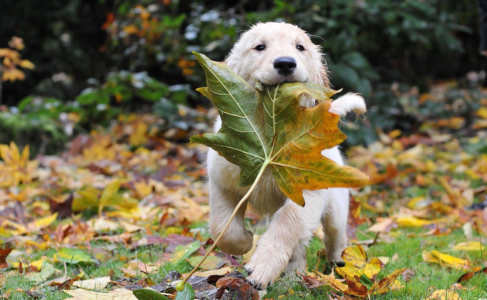 autumn-wallpaper-with-golden-retriever-and-leaves-barbaradashwallpapers.com_.jpg