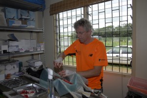 Anton Fennema aan het werk voor het dierenasiel in Suriname