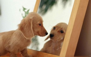 Hond in spiegel