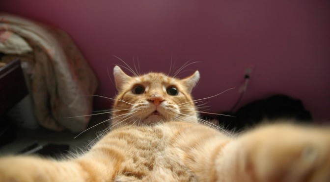 De tien leukste selfies van honden en katten