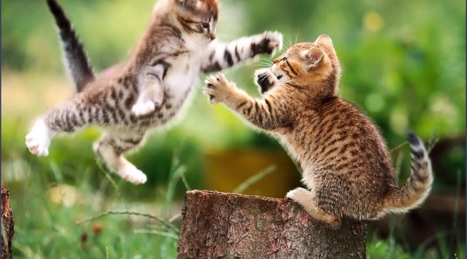 Waarom jouw katten met elkaar vechten