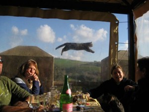 vliegende kat, photobombing, petsie 