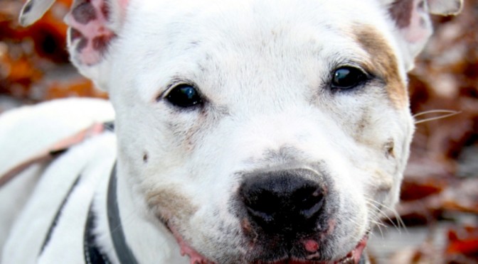 Held: Dutch Cell Dogs maakt honden weer gelukkig