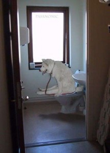 hond op toilet