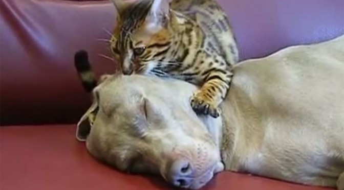 Kat probeert hond te hypnotiseren (video)