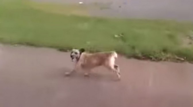 Ontroerend: hond rent achter ambulance met baasje aan (video)