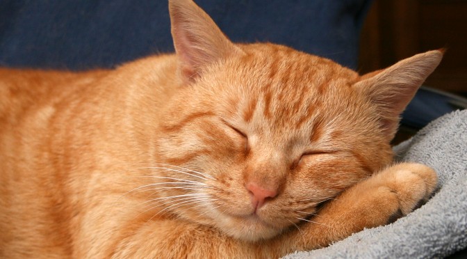 Waarom slaapt een kat zoveel?