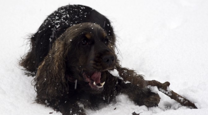 Met je hond door de sneeuw? Vijf wintertips