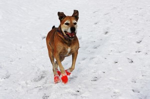snowboots-hond-sneeuw