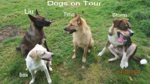 Roedel van Dogs on Tour