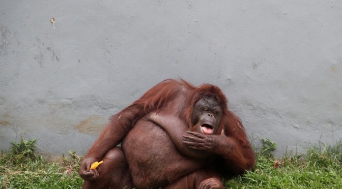 Gevaarlijk dikke dieren in dierentuin moeten op dieet