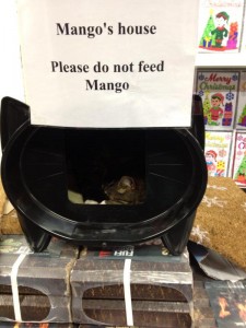 Mango, de tesco supermarkt kat