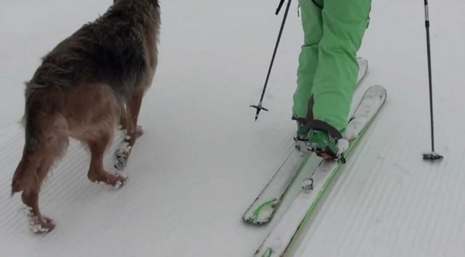 De hond mee op wintersport, een goed idee? 