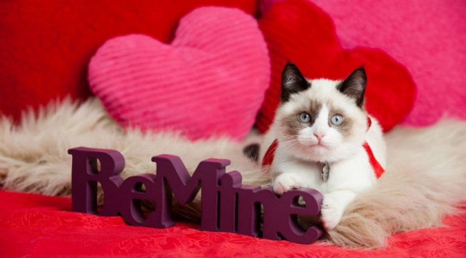 Waarom je kat de beste Valentijnsdate is