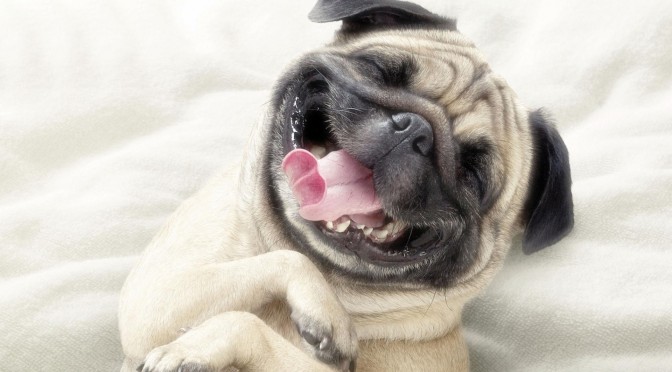 10 mooiste honden smiles