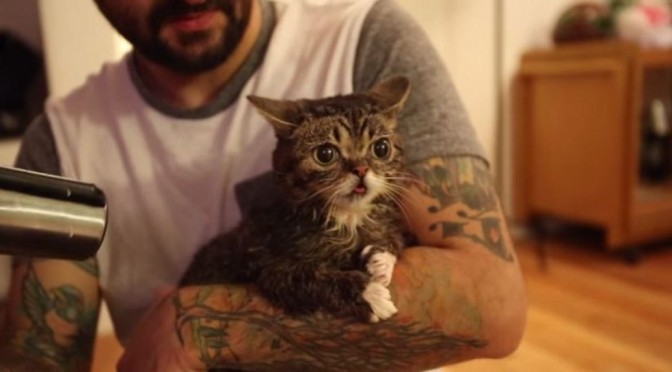 Lil Bub, de speciale kat die zelfs de föhn heerlijk vindt