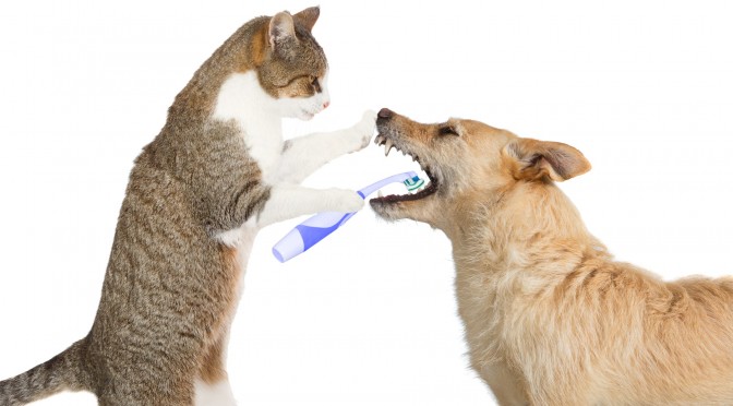 Tanden poetsen hond en kat, moet dat?