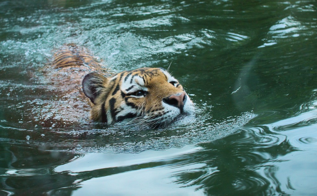 Foto: Leipzig Zoo -http://pt.wikipedia.org/wiki/Tigre 