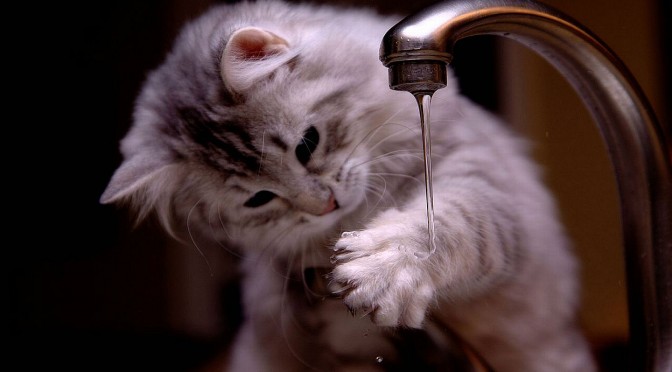 Haat een kat echt water?