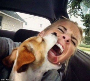 Wanneer een hond het zat is, kan er dit gebeuren. Foto: nextpictureblogspot.com