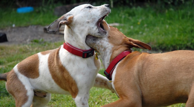 Hoe stop je veilig een honden gevecht?