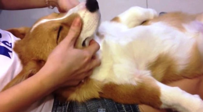 Hond geniet van massage