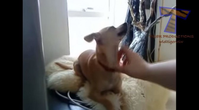 Honden eisen meer knuffels van baasjes