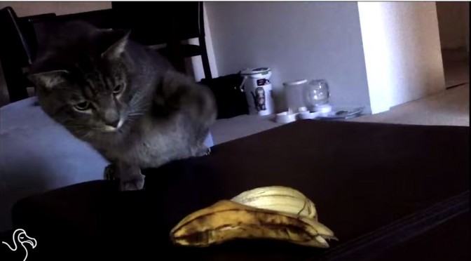 Kat tegen banaan