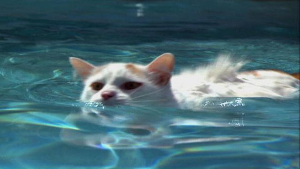 swimming-turkish-van-photo