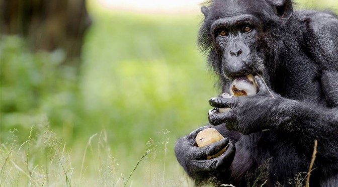 Chimpansee die drone sloopt, scoort wereldhit op YouTube