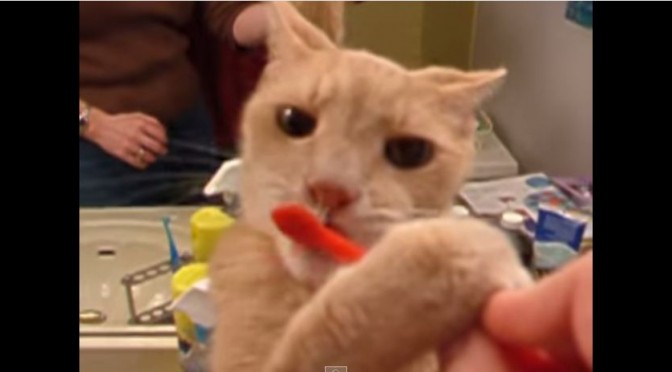 Kat vindt tanden poetsen geweldig